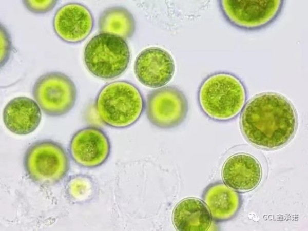 【鑫承诺 | 废水处理】绿色藻类水体污染的修复技术